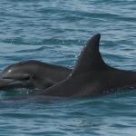 dolphins and marine mammals of costa rica